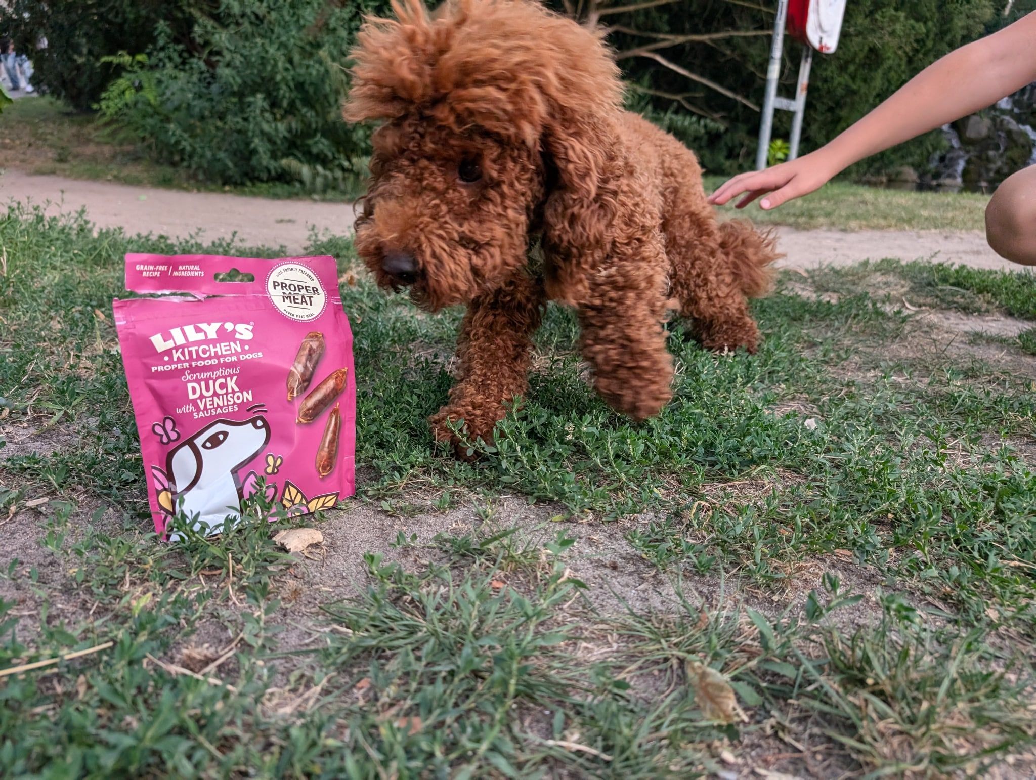 Hund spielt neben Lily’s Kitchen Duck & Venison Snacks im Park.