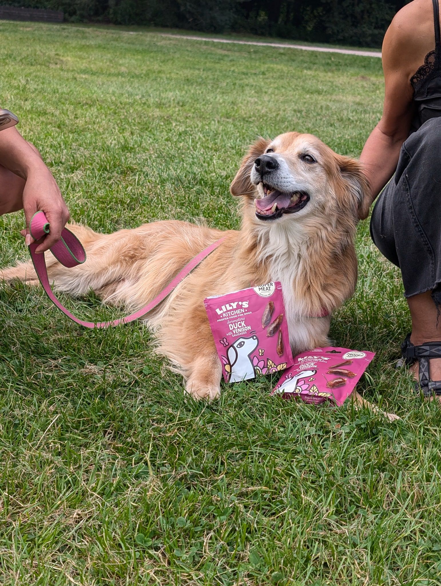 Hund liegt im Gras neben Lily’s Kitchen gesunden Snacks bei der Promotion-Tour in Hamburg.